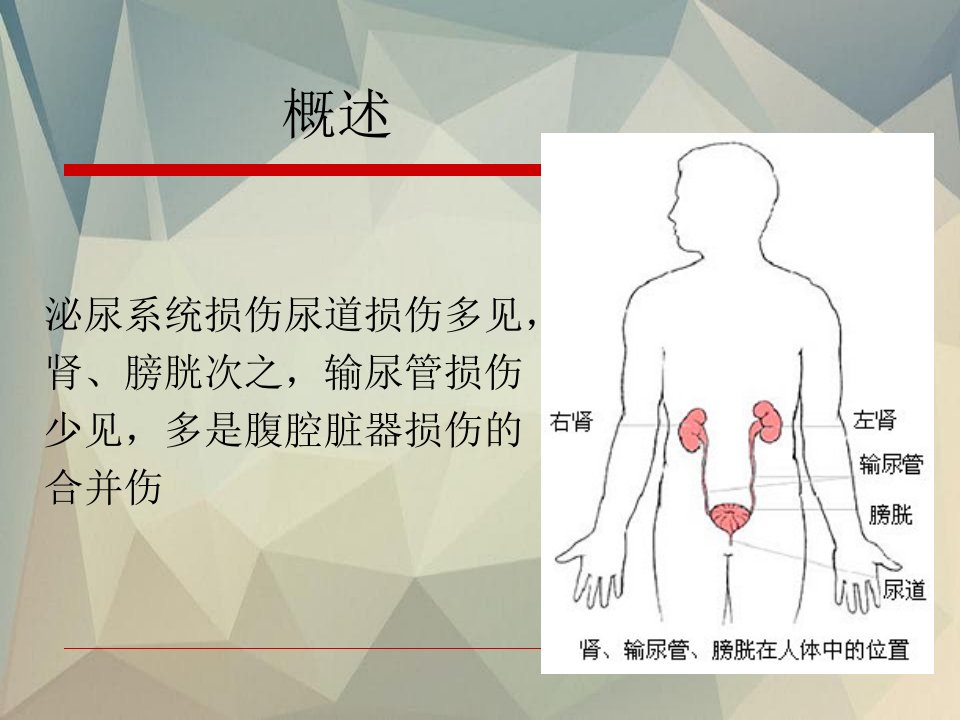 泌尿系损伤的护理课件