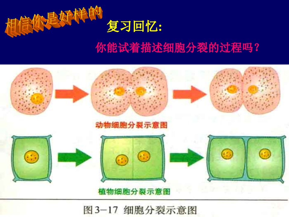 细胞分化形成组织优质课件