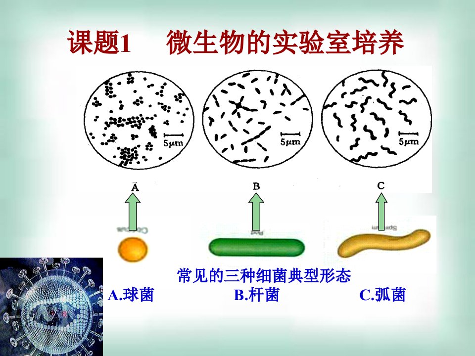 课题微生物的实验室培养课件