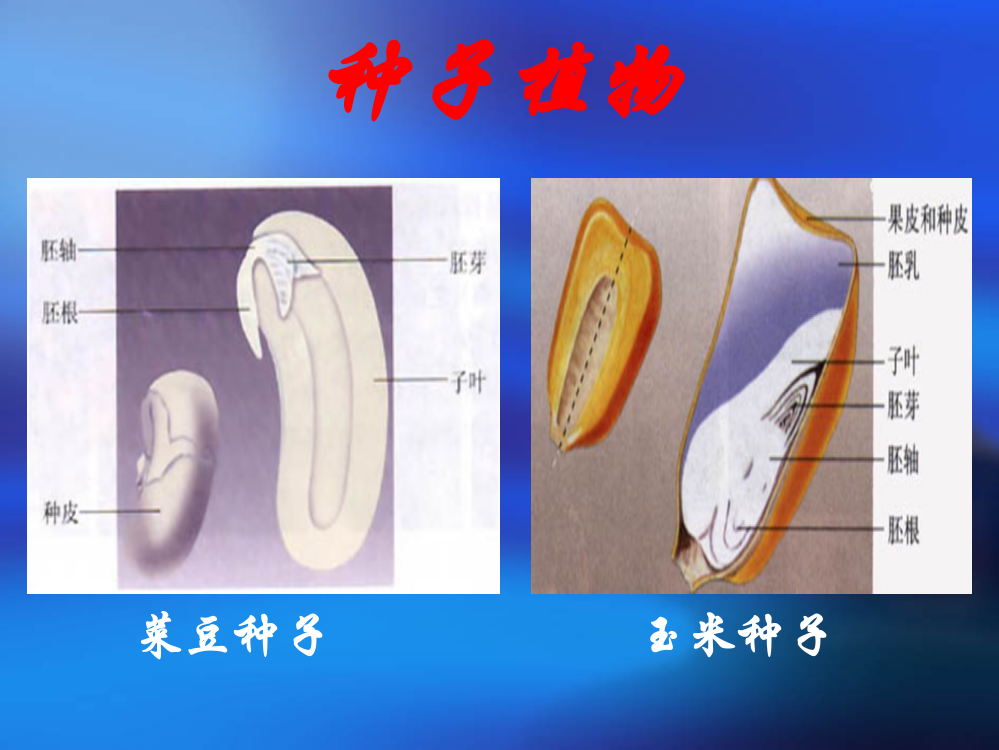 3-1-2种子植物(4)