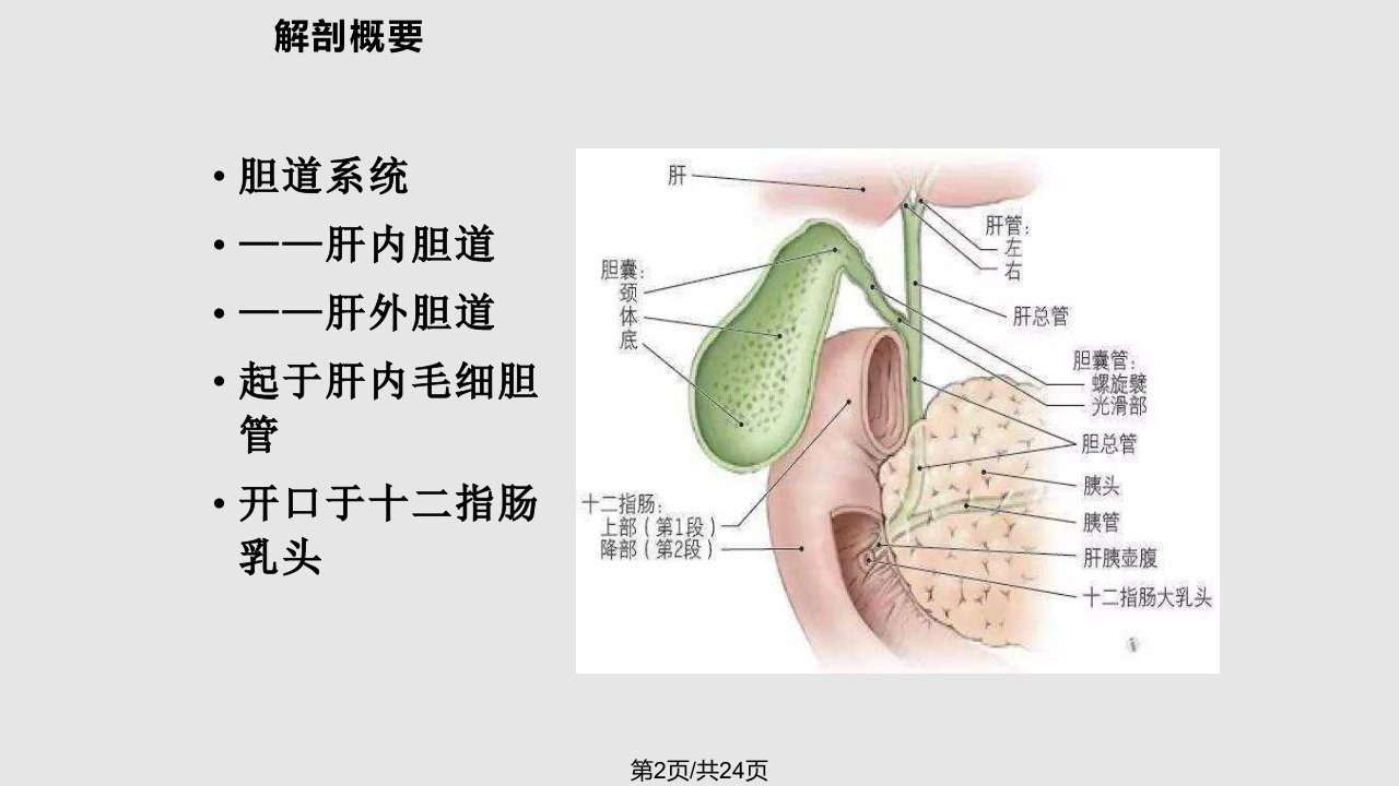 胆道系统业务学习