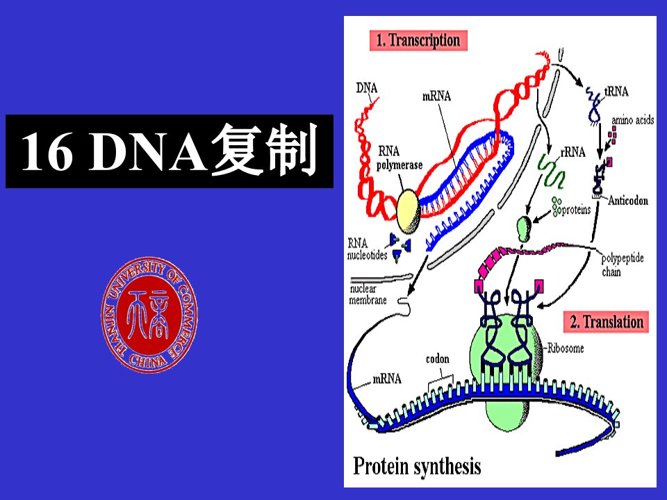 DNA复制是半保留式的