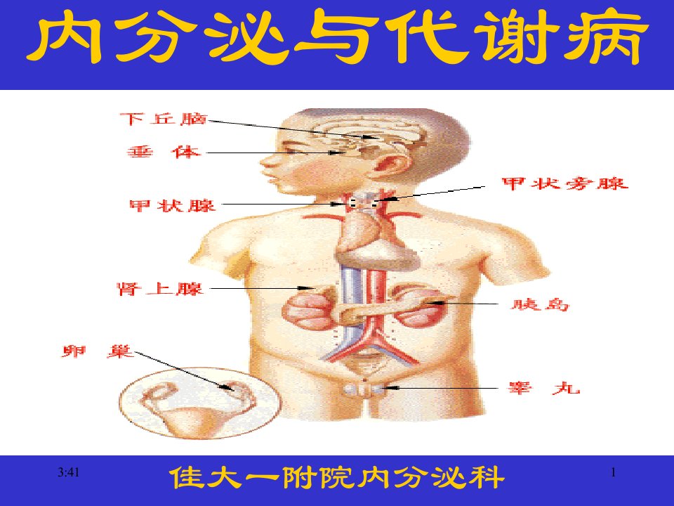 内分泌科课件