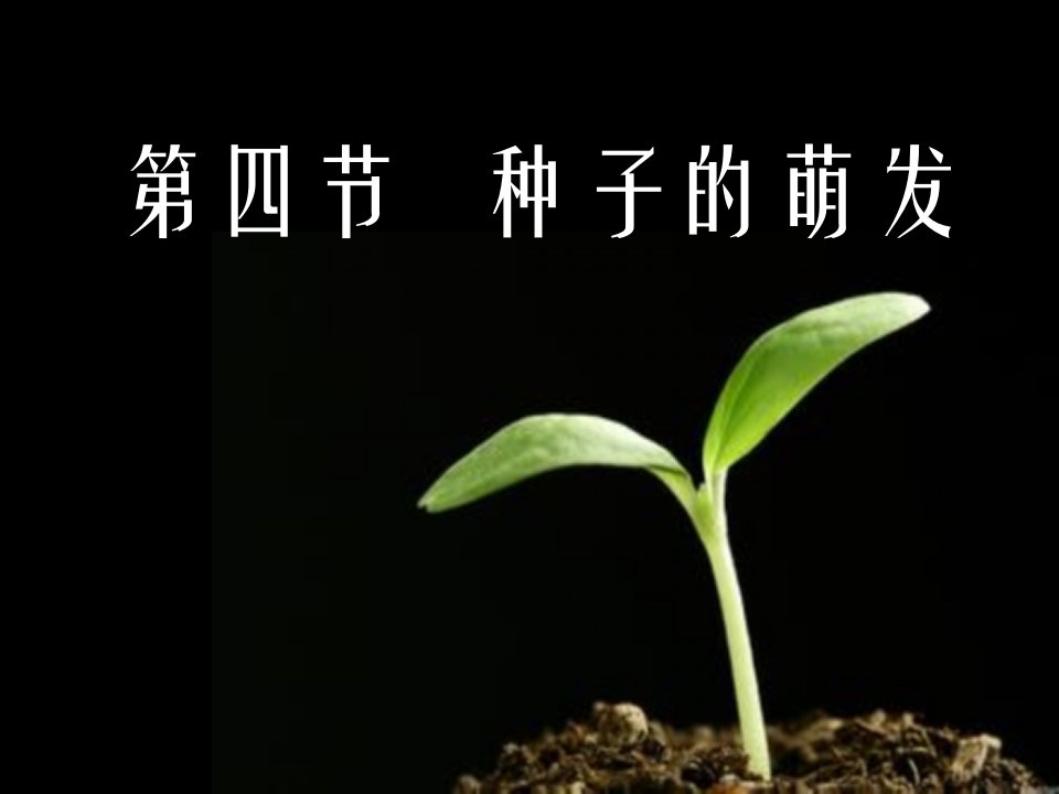 济南版八年级生物上册《第四节种子萌发》