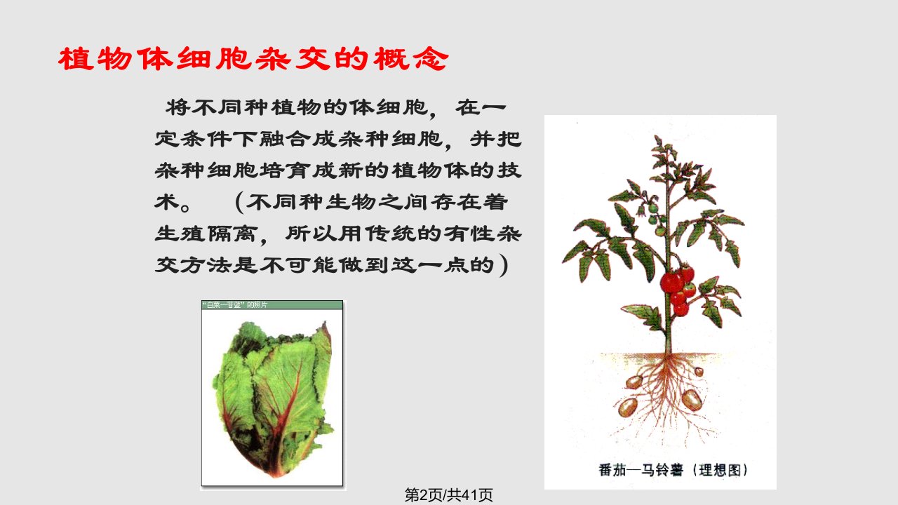 植物细胞工程课件公开课