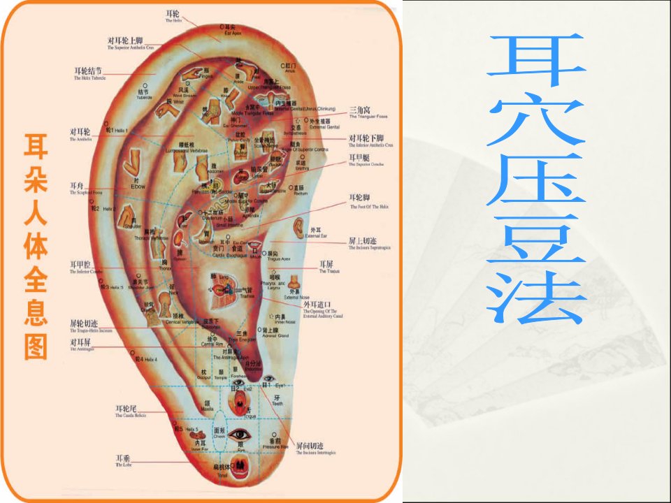 《耳穴压豆法》医学课件