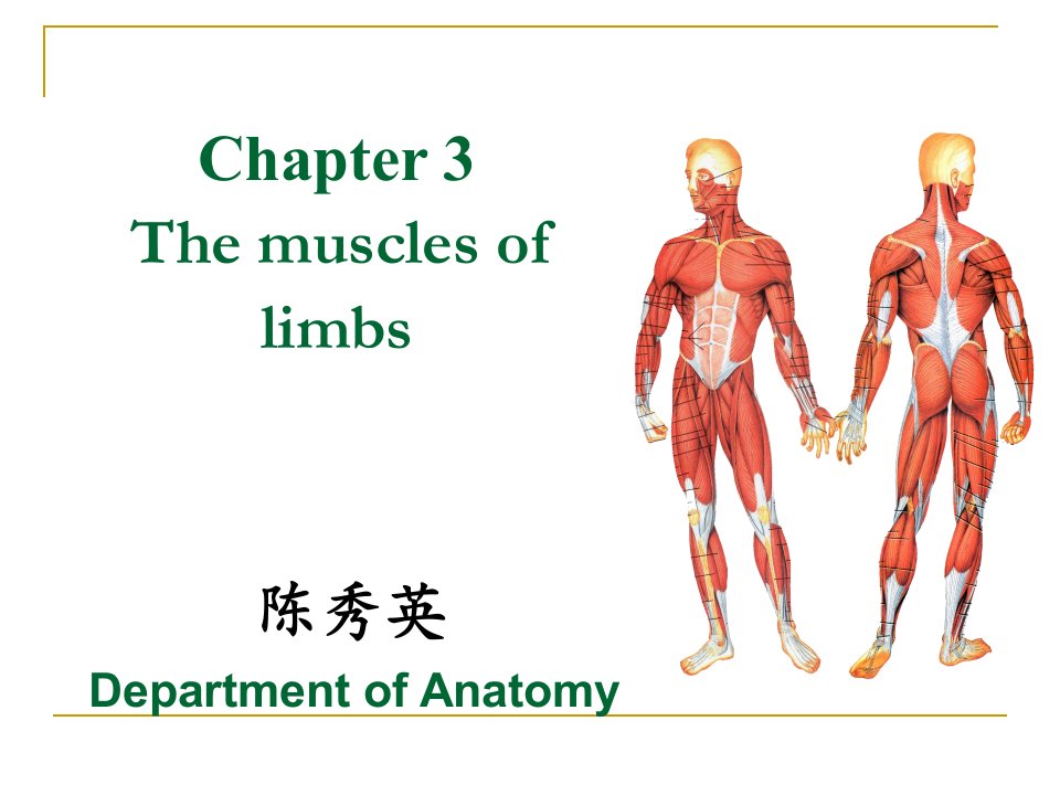 《系统解剖学》教学资料