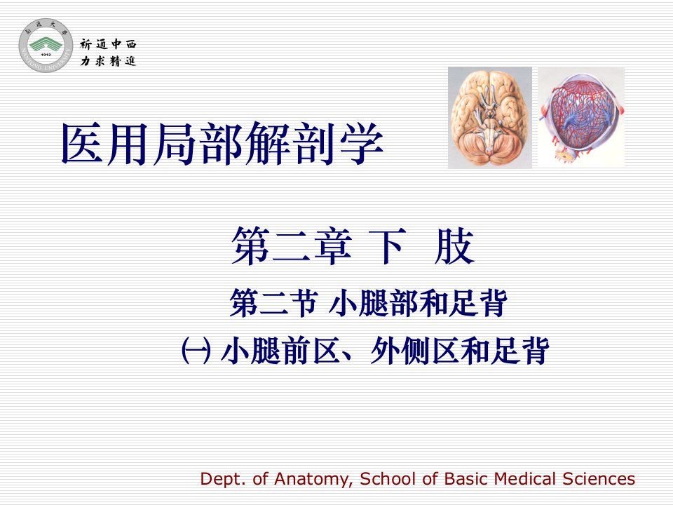 医用局部解剖学-小腿前区、外侧区和足背