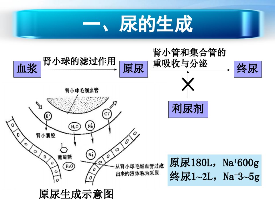 利尿剂概述ppt课件