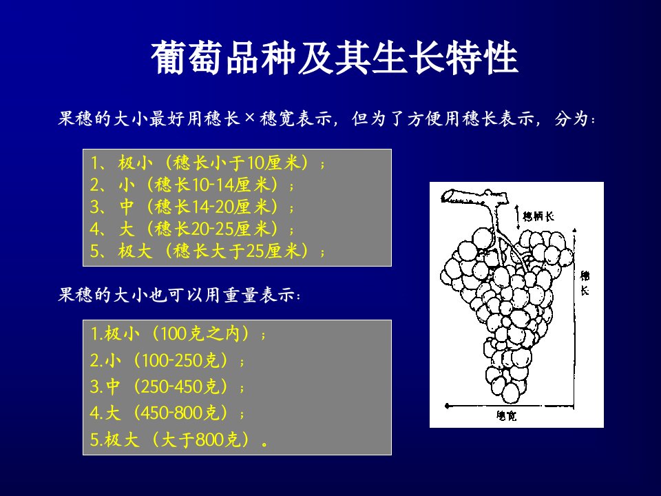 葡萄品种及生长特性