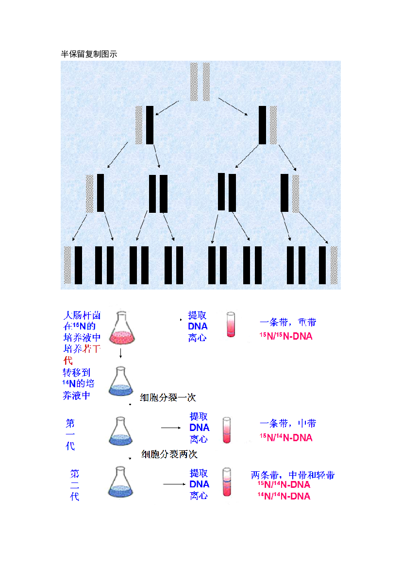 (完整版)自制DNA复制知识点(推荐)-推荐文档