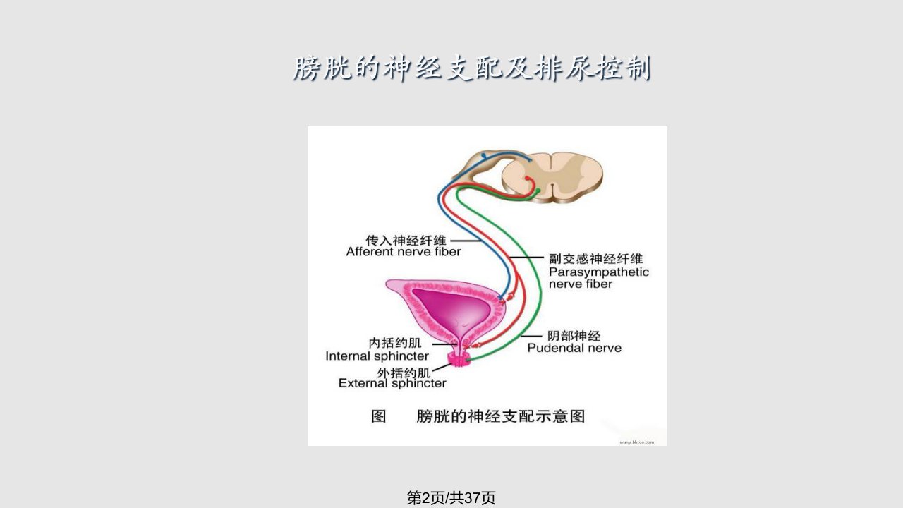 盆腔解剖与保留神经的腹腔镜下广泛子宫切除术