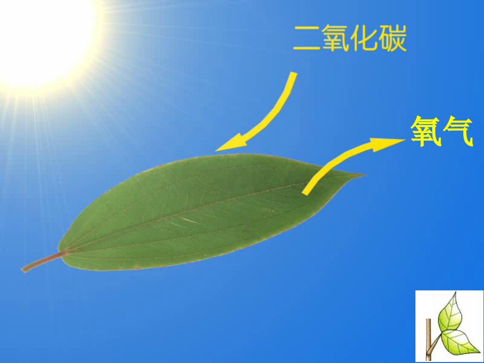 叶是植物进行光合作用的主要器官