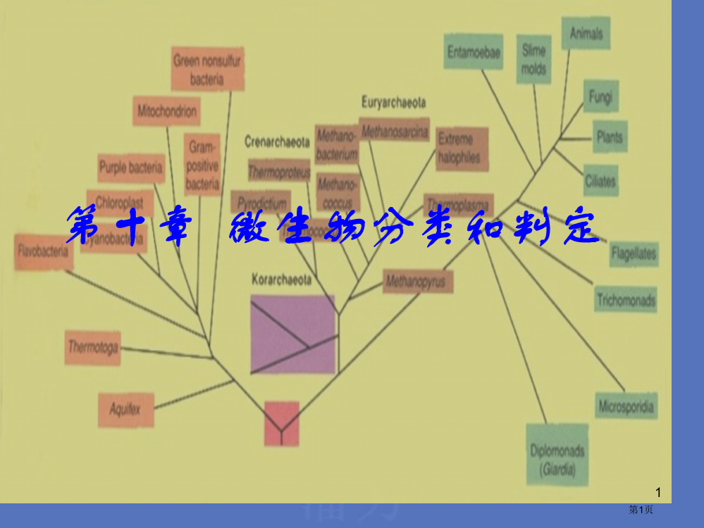 微生物的分类和鉴定省公开课一等奖全国示范课微课金奖PPT课件