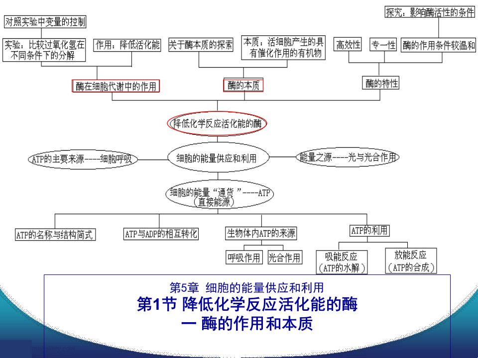 酶的作用和本质说课思路好课件