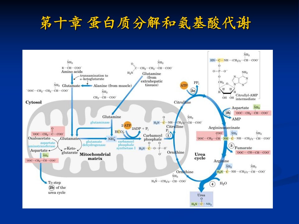 第十章蛋白质分解和氨基酸代谢