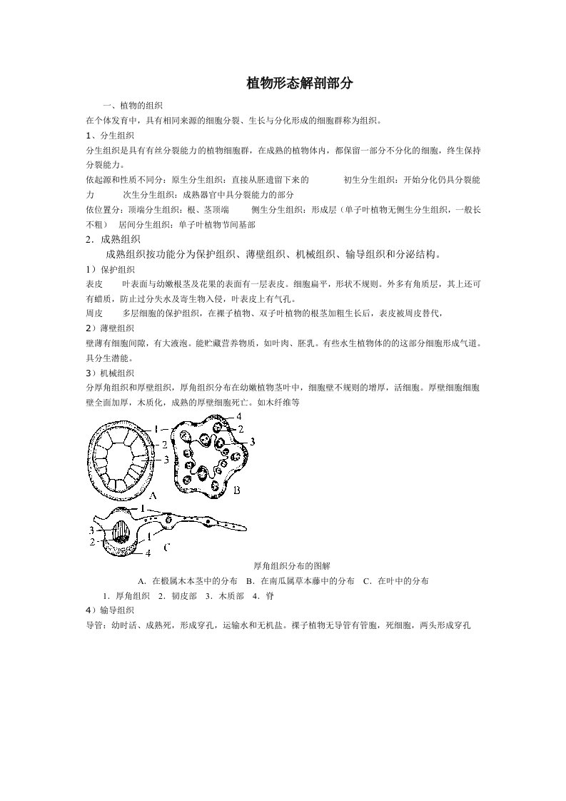 植物形态解剖教案