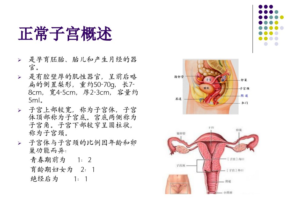 子宫发育异常课件