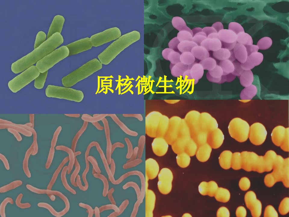 微生物学与免疫学2原核微生物