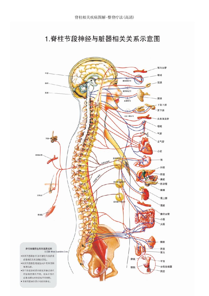 脊柱相关疾病图解整脊疗法