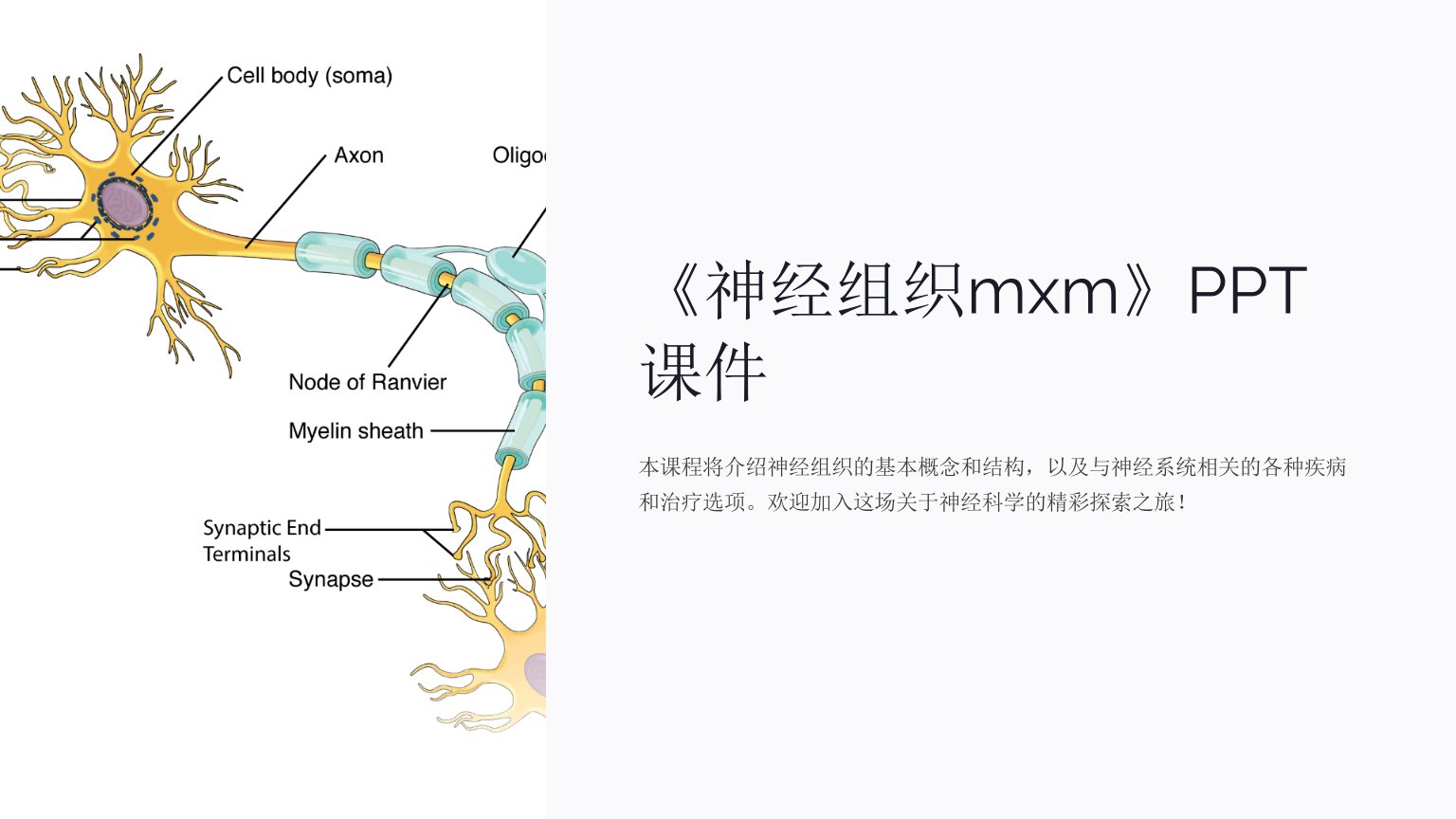 《神经组织mxm》课件