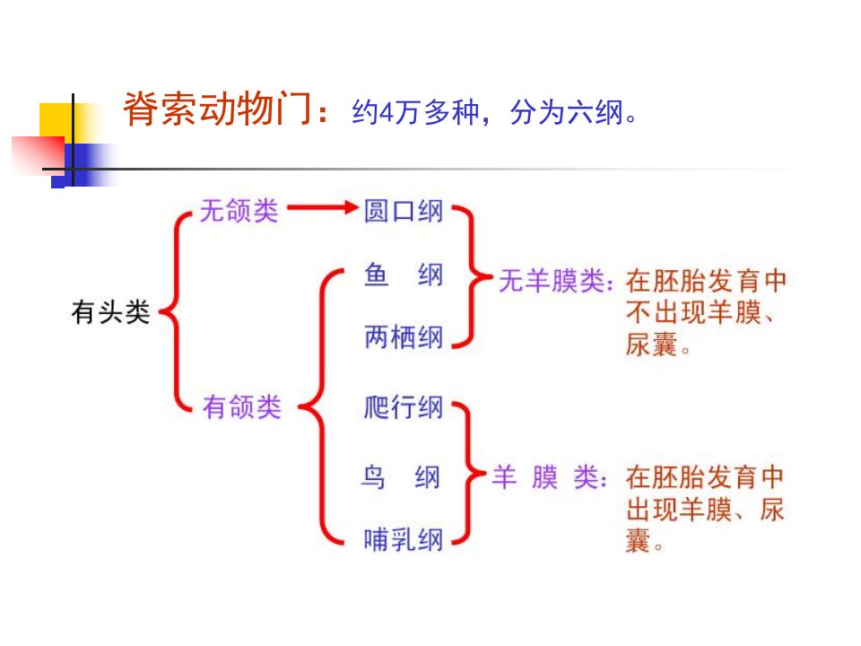 1213哺乳动物结构与功能