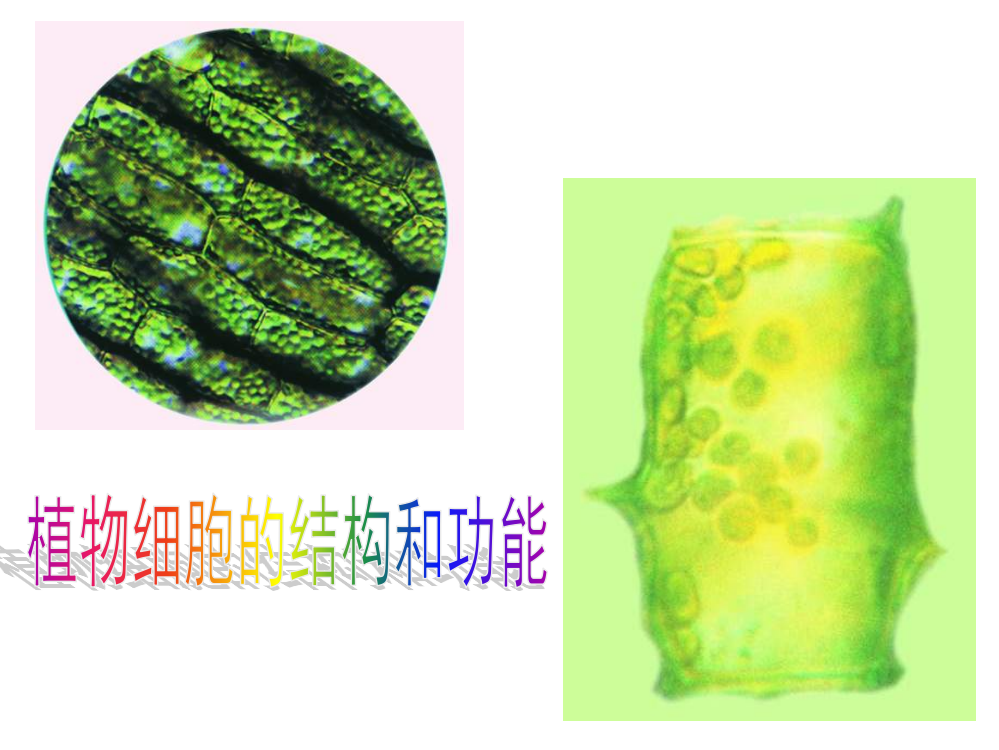 植物细胞的结构和功能