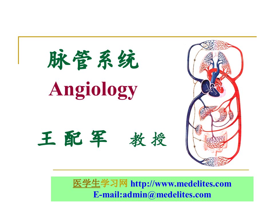 系统解剖学课件心