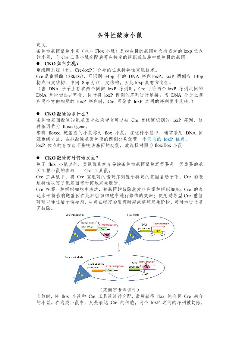 条件性敲除小鼠