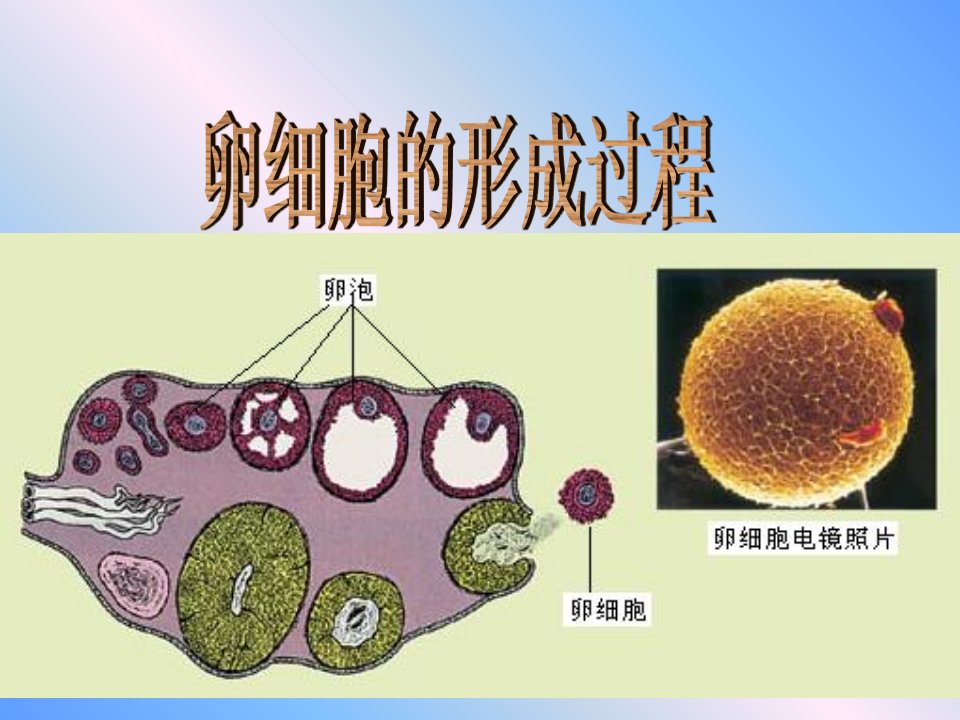 卵细胞的形成及受精作用