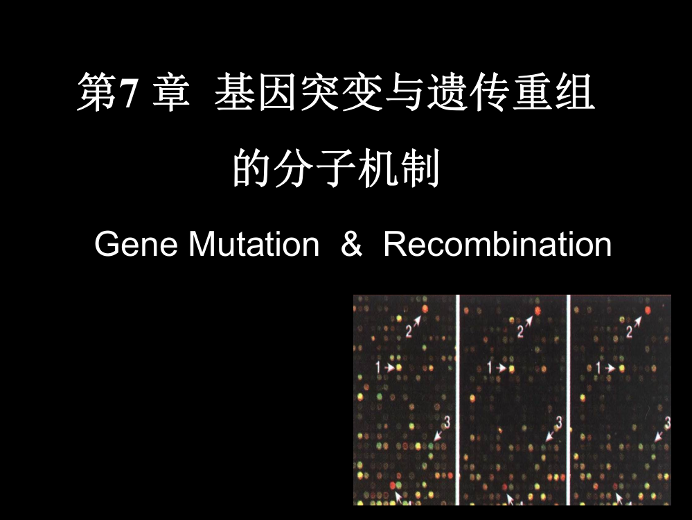 林木分子-基因突变和遗传重组