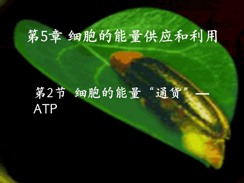 细胞的能量通货-ATP