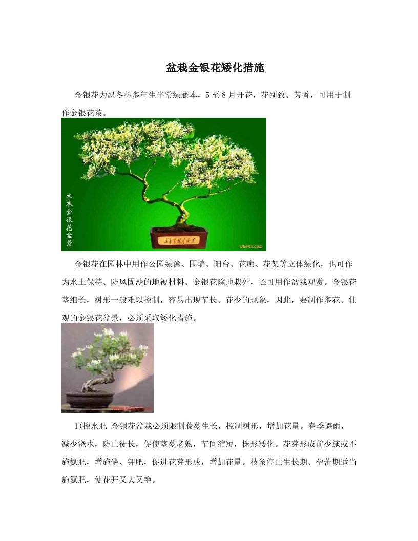 盆栽金银花矮化措施