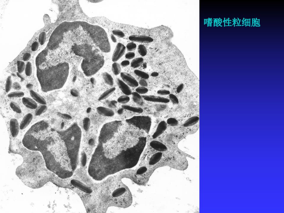 各类细胞电镜图珍贵课件