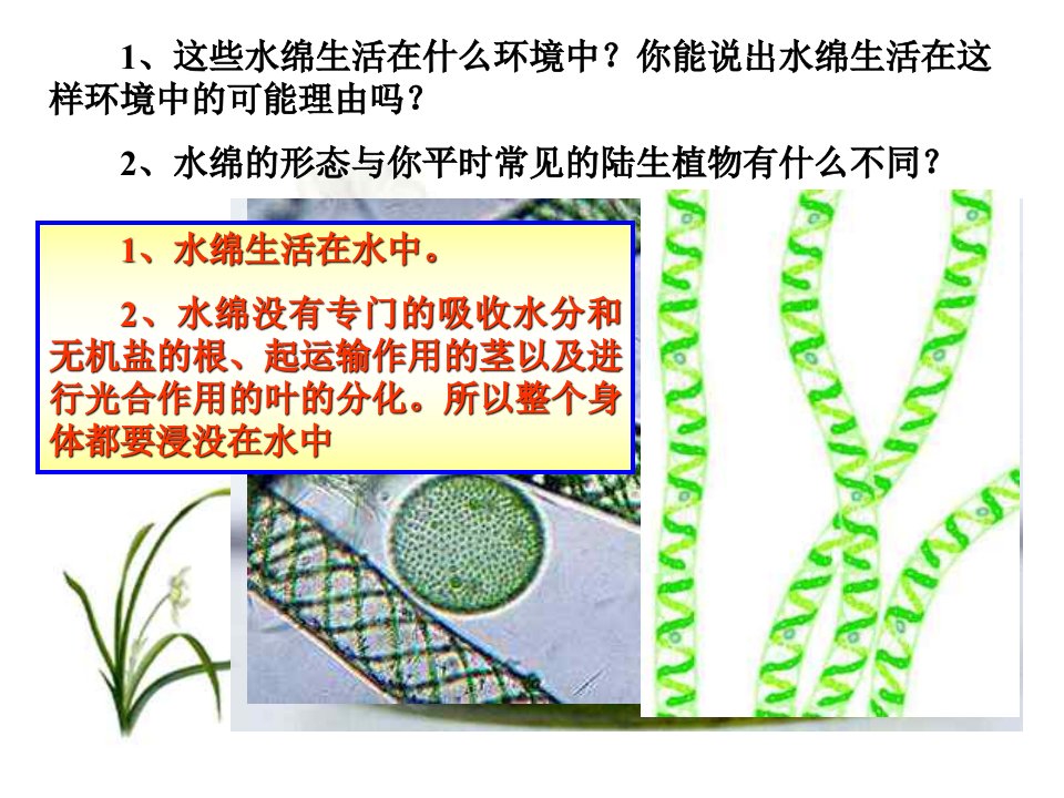 藻类植物、蕨类植物、苔藓植物的区别包括种子植物