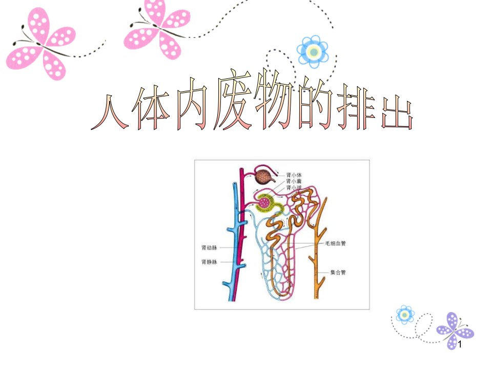 济南版七下生物第四章《人体内废物的排出》复习ppt课件