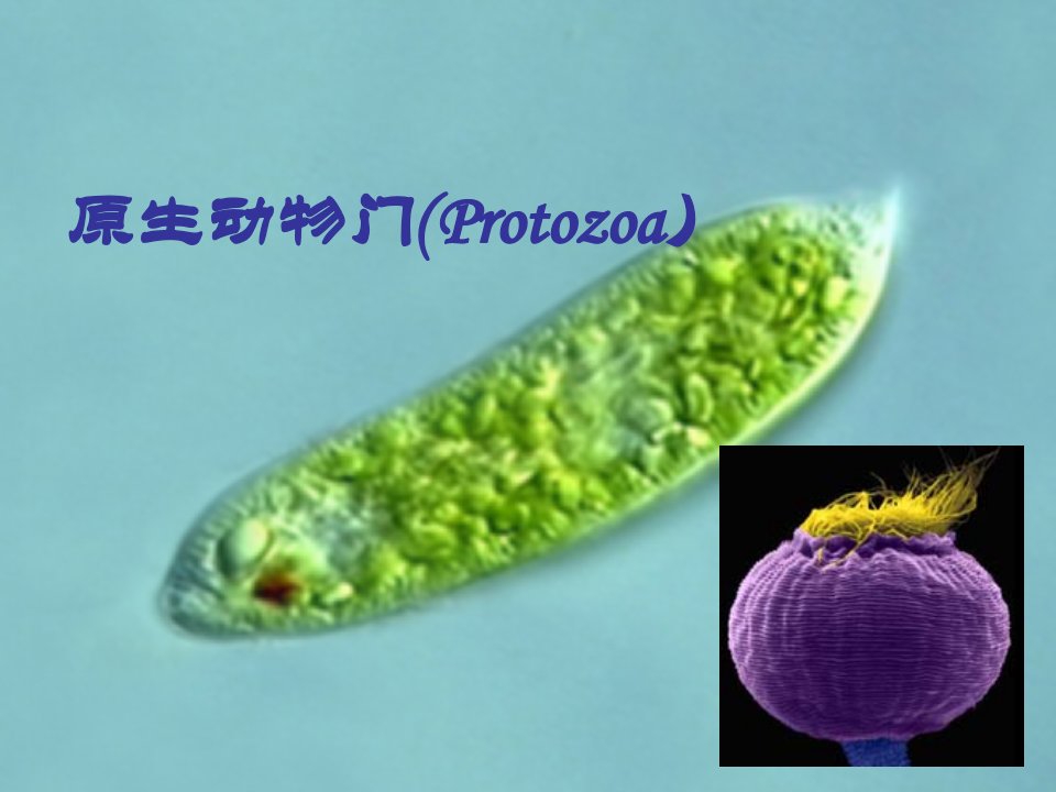 动物生物学0原生动物门