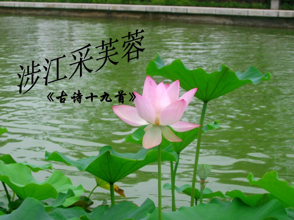 《涉江采芙蓉》优秀课件