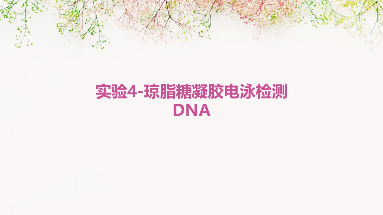 实验4-琼脂糖凝胶电泳检测DNA