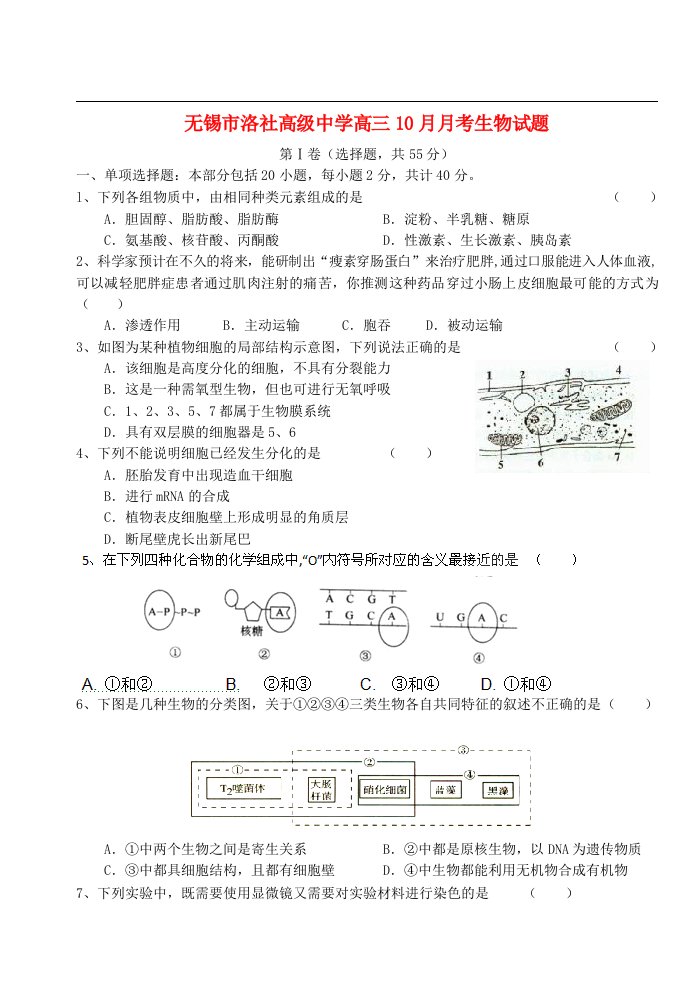 江苏省无锡市洛社高级中学高三生物10月月考试题苏教版