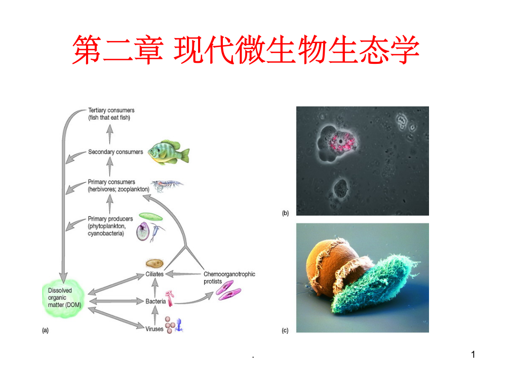 第二章现代微生物生态学ppt课件