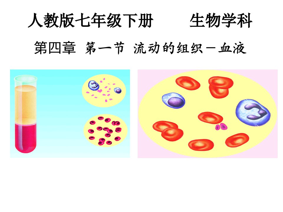 人教版七年级生物下册第四章第一节《流动的组织--血液》ppt课件