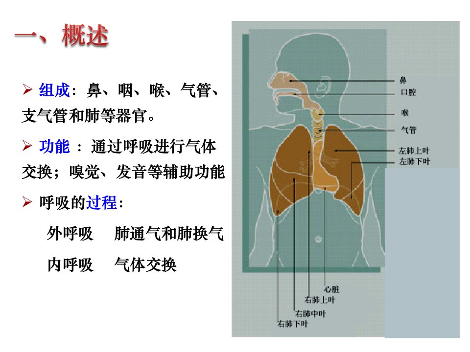 61呼吸系统皮肤