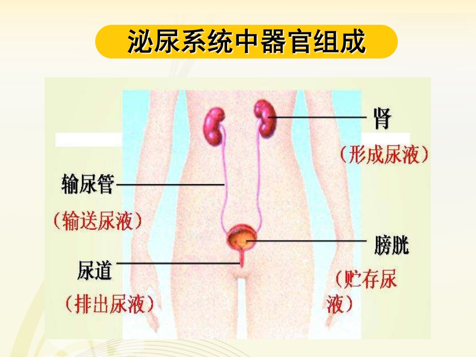 学前儿童的泌尿系统的特点及保育PPT课件