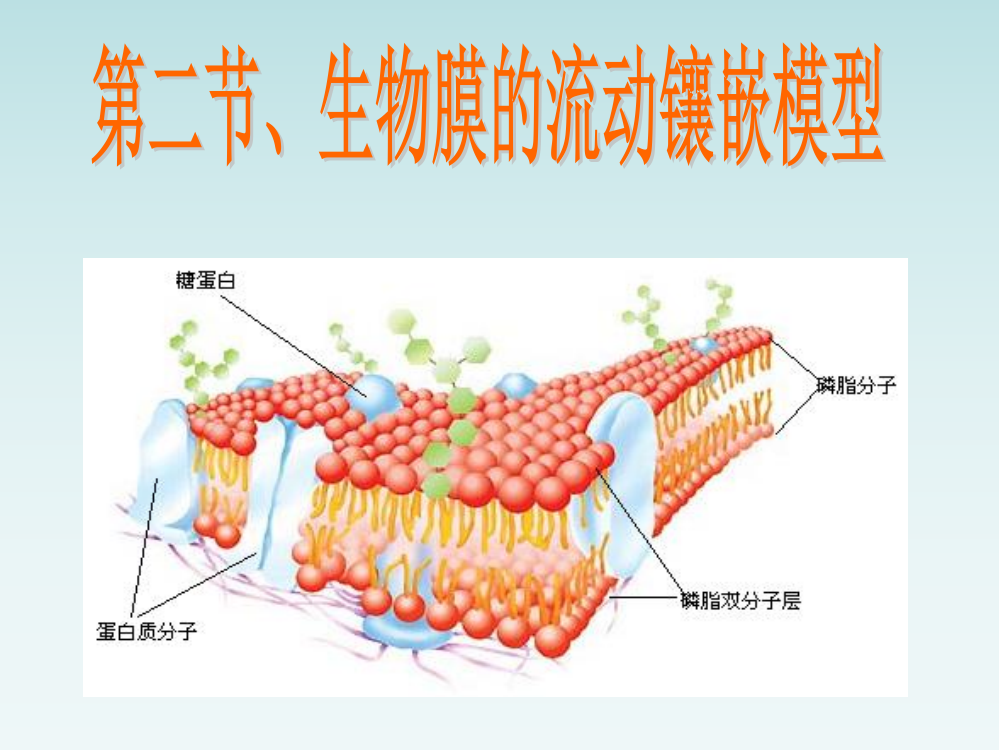 生物膜流动镶嵌模型PPT