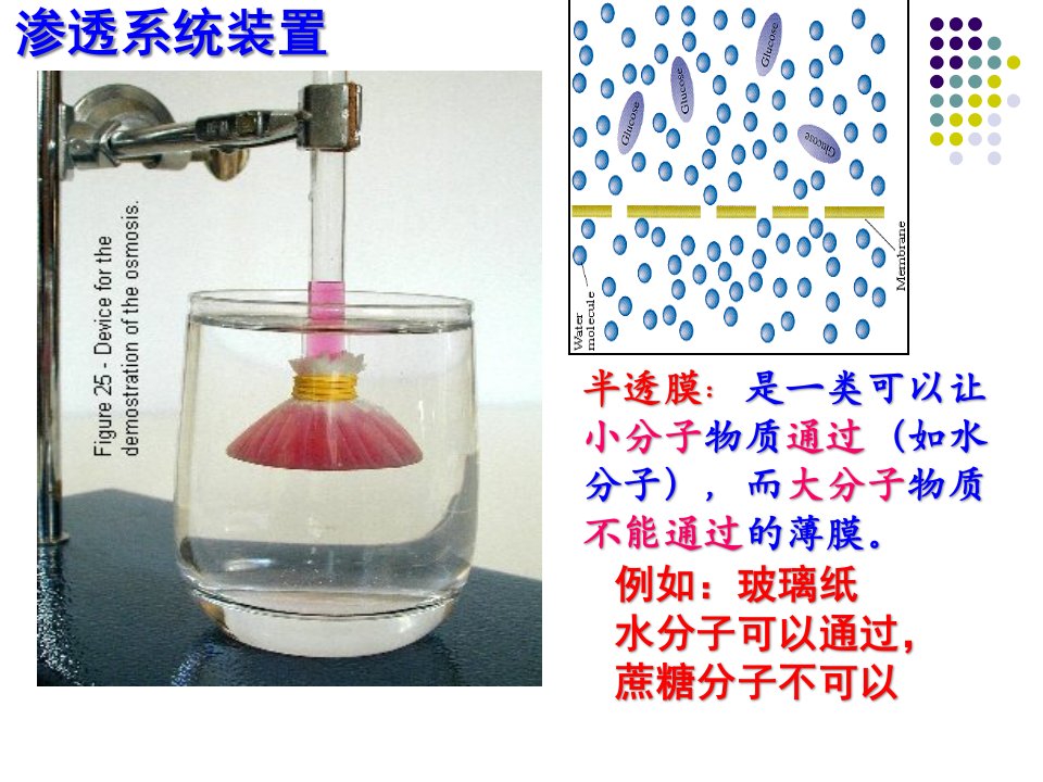 物质跨膜运输的实例第一和第二课时
