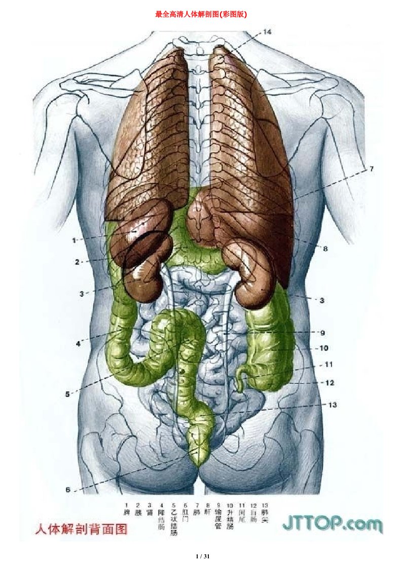 最全高清人体解剖图(彩图版)