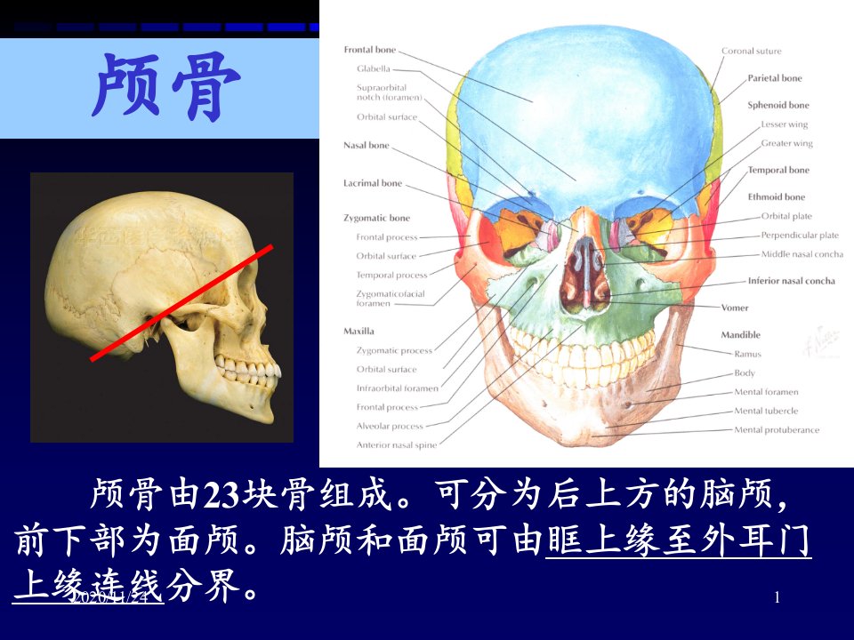 解剖学之颅骨