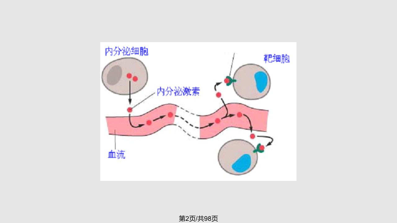 激素学习教程