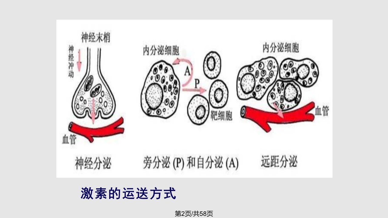 内分泌1学习教程